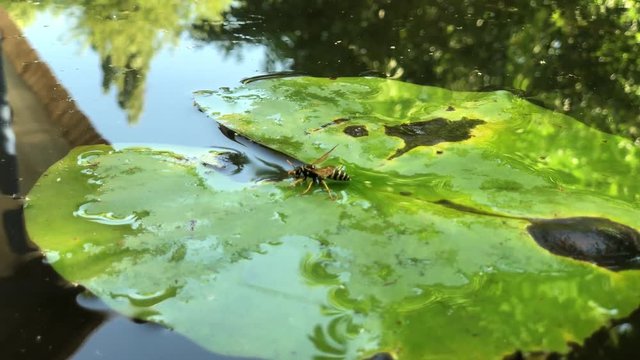 Wasp sat on a water lily leaf to drink water