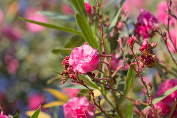 Pink Oleander flowers or Oleander Nerium.