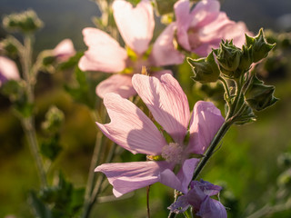 Beautiful pink althaea flowers blooms in the summer meadow.