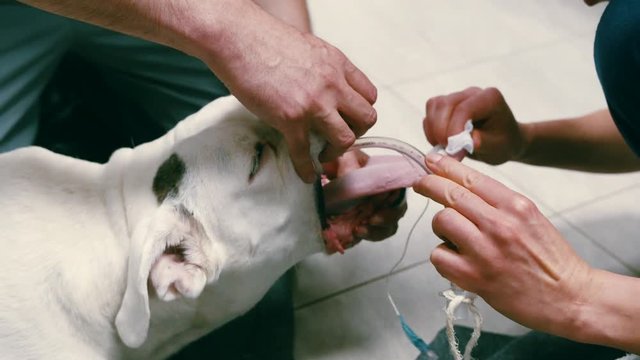 Injured pet domestic dog being inserted a tracheo tube, close up shot