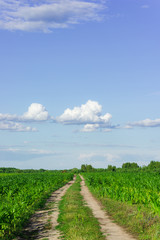 Fototapeta na wymiar Rural road among a corn field in the summer