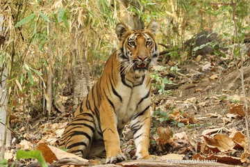 tiger in zoo