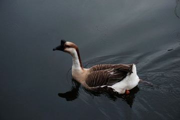 African Brown Goose | Beauty of Birds