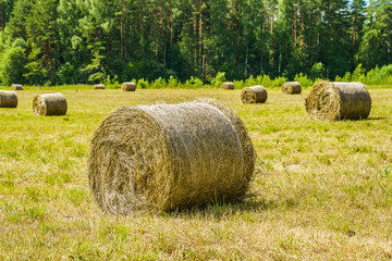 hay rolls on a grass field on a sunny day © vredaktor