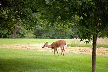 Doe a Deer a Female Deer. Beautiful, gentle deer eating grass in Maudsley State Park in Newburyport Massachusetts. Summer sight seeing on the forest path.