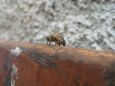 abeja reina africana libre de vida