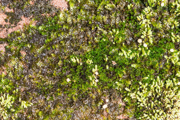 Background green moss on an old stone.