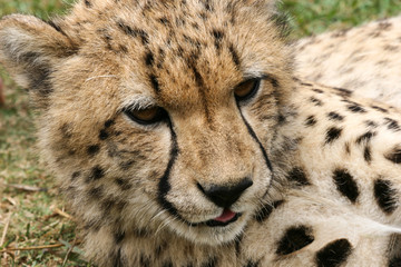 Cheeky Cheetah