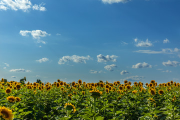 Fototapeta na wymiar Sunflowers blossoming in the fields