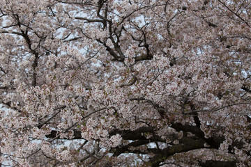 桜の風景