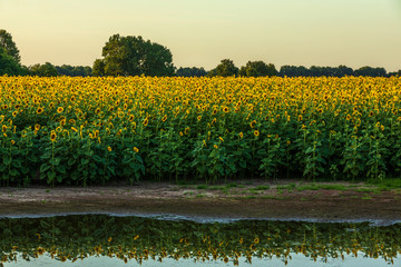 Sunflowers blossoming in the fields