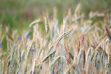 wheat field
