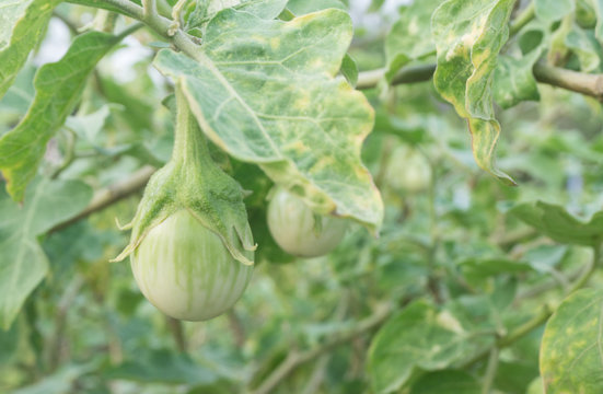 Group of small green eggplant organic vegetables on plant in vegetable farm,healthy food high fiber for raw cooking.Brinjal,brinal