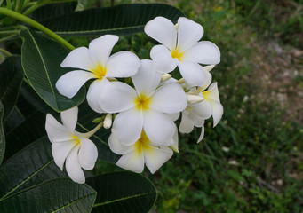 White Plumeria flowers yellow pollen bouquet blooming on plant at flower garden, Frangipani, Temple tree, beautiful nature background