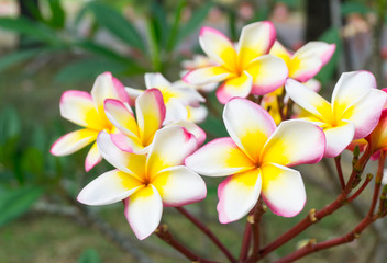 Obraz na płótnie Canvas Pink plumeria and white plumeria flowers bouquet has yellow pollen with green leaf blooming on plant,frangipani tropical flower,temple tree,decorate home or spa or garden