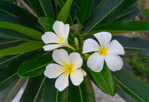 White Plumeria flowers yellow pollen bouquet blooming on plant at flower garden, Frangipani, Temple tree, beautiful nature background