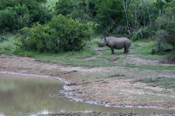 White Rhino