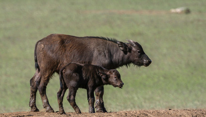 Young Cape Buffalo