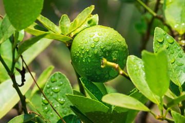 Limetten am Baum