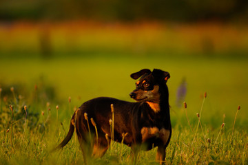 dog