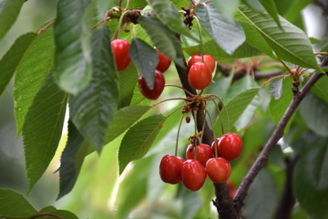 cherries on the tree