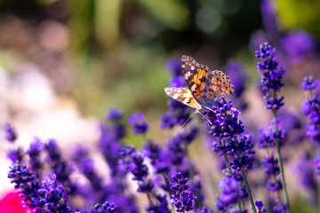 Orange butterfly (Vanessa Cardui) and bee on the lavender flower. Purple aromathic blossom with insect animals. Summer weather, vibrant colors. Ecology garden concept