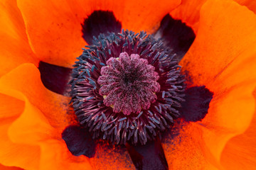 Orange Poppy - detail