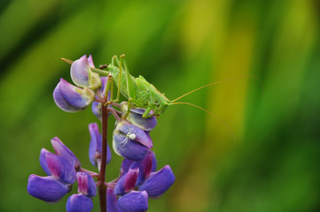 Grasshopper sits on lupine flower. Insects, wildlife, nature