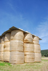 lots of hay bales