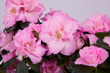 Beautiful pink blooming azalea on white background. Blossoming pink Rhododendron