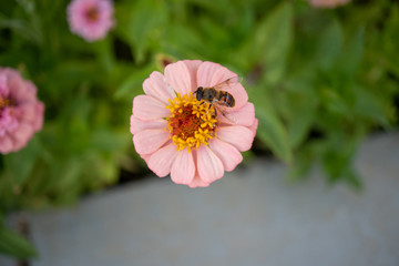 pink flower in the garden