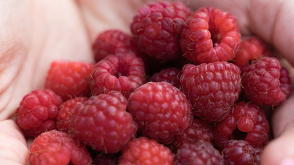 red raspberries in hands. berries harvest in summer.