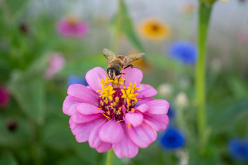 bee on flower