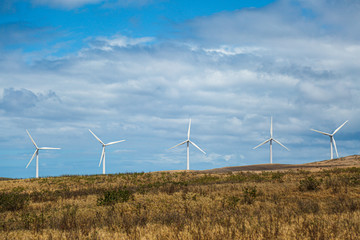 wind turbines in the field