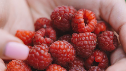 red raspberries in woman hands. organic food, healthy berries harvest in summer.