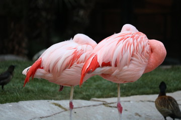 Obraz na płótnie Canvas Pink Flamingos in Las Vegas habitat
