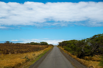 road in the field