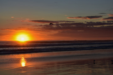 Un pajaro volando, el sol saliendo en el horizonte y un amancer en la playa