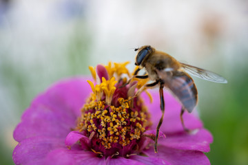 bee on a flower