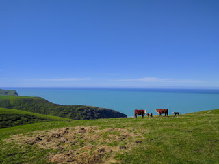 Cuatro vacas en el pasto del monte, cielo azul y el horizonte