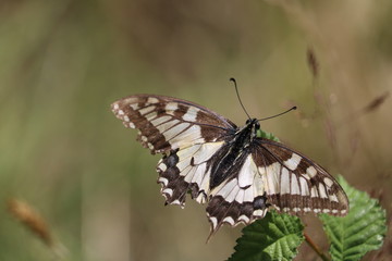 Machaon
