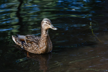 A duck in a pond, with waves on the surface of the water.
