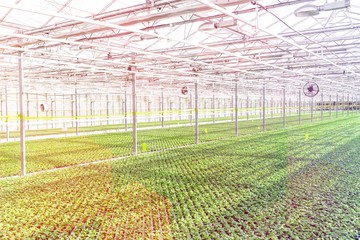 Herbs growing in greenhouse
