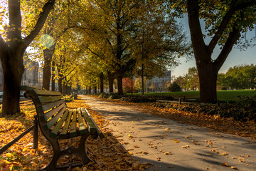 Banco en un parque cubierto por hojas de los arboles en invierno