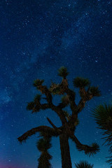 Joshua Tree At Night