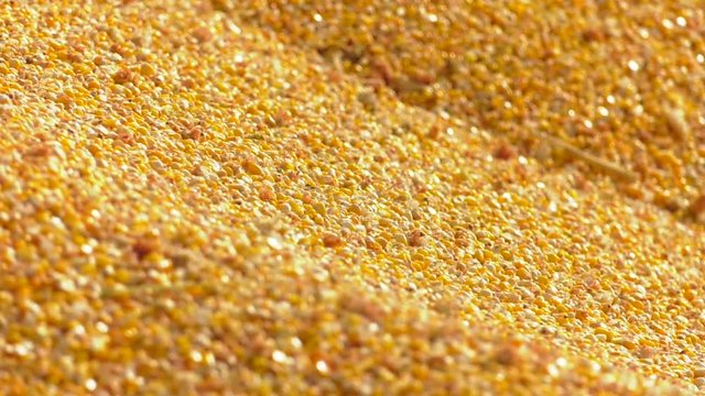 Pile of corn inside a grain bin. Shelter for storage of corn and grain products. Large heaps of grain are built under the roof in the old granary.