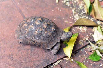 Turtle eating leaf in the garden