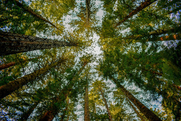 La altura del bosque lleno de arboles tan altos como alcanza la mirada