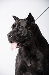 black mastiff isolated on white