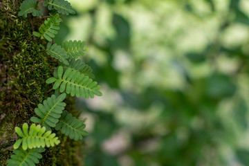 Natural background of fern, moss and textured green leaves in the forest with soft focused copy space ~NATURE'S TEXTURES~